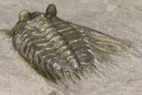 Diminutive, Spiny Leonaspis Trilobite - Morocco #170708-5